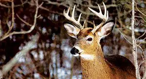 UM-Dearborn deer cull ends