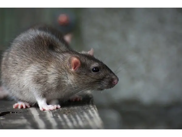 Construction in Dearborn displaces rats, concerns residents