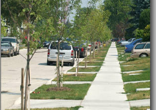 Dearborn warns about the removal of trees without city approval