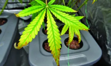 Arab Americans share views on recreational marijuana legalization