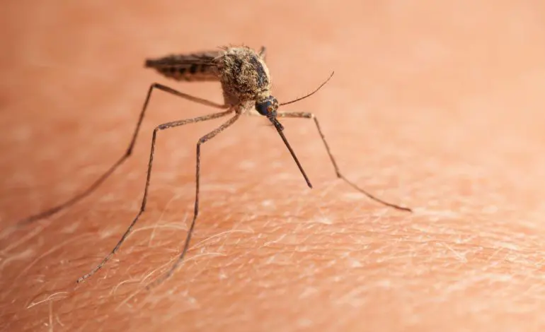 Here's why some people get bitten by mosquitoes more than others