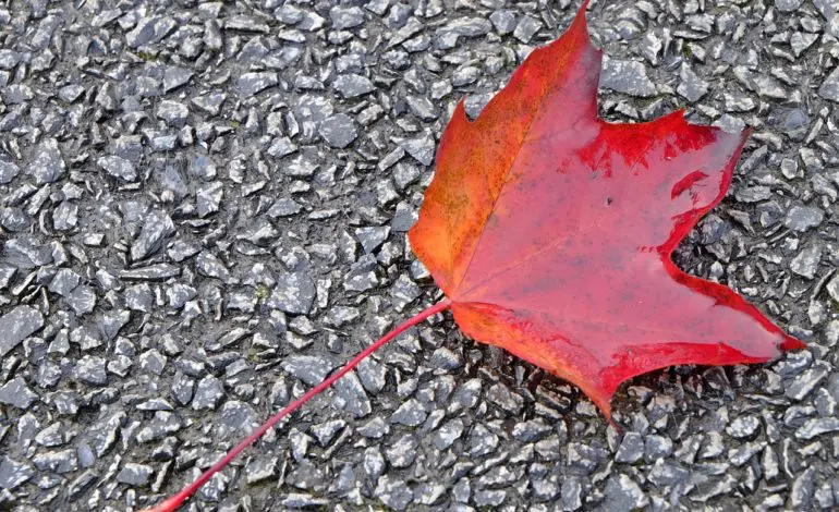 Dearborn loose leaf collection to begin Oct. 29