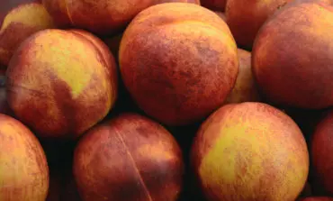 Fresh fruit recalled for possible Listeria