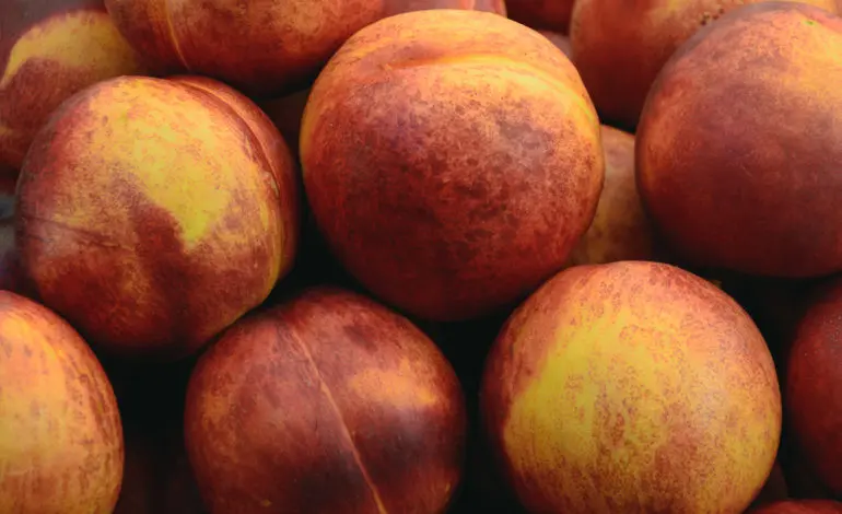 Fresh fruit recalled for possible Listeria