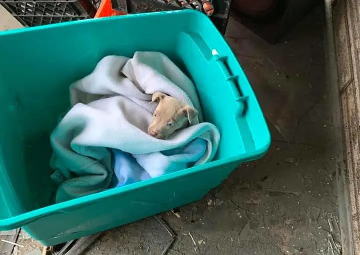 A small puppy was also recovered in the raid