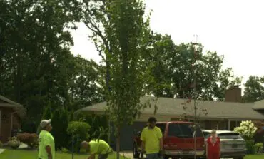 Dearborn to offer free tree planting services for residents