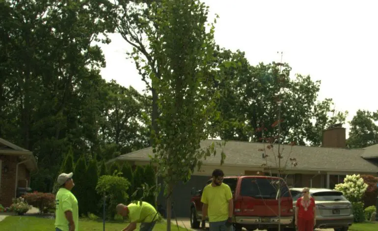 Dearborn to offer free tree planting services for residents