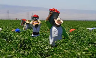 Undocumented workers remain vital part of the economy, yet lose out on COVID-19 protections