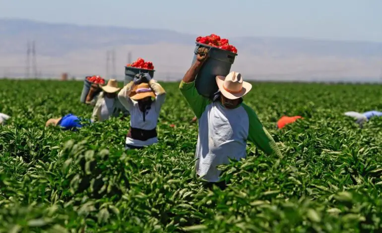 Undocumented workers remain vital part of the economy, yet lose out on COVID-19 protections