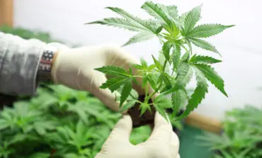 Explaining Dearborn's medical marijuana ordinances