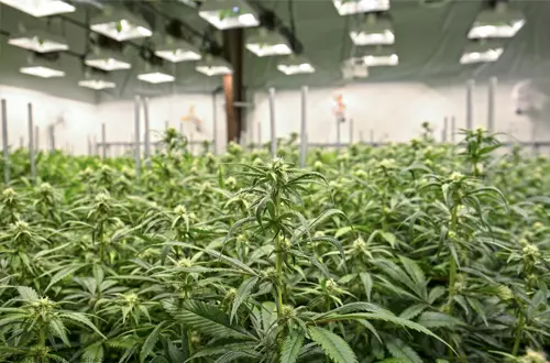 Dearborn Council tables ordinances on medical marijuana grow facilities; institutes 90 day moratorium on new facilities