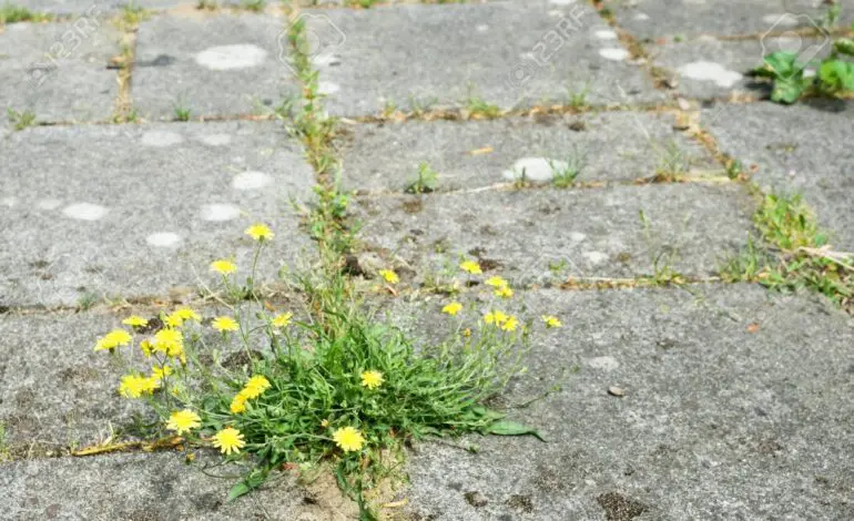 City of Dearborn Heights to crack down on blight and ordinance enforcement