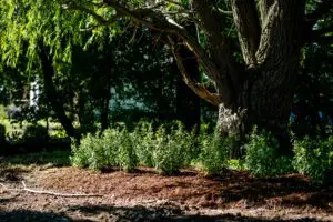 A majestic tree at the new Braden Street greenway pocket park