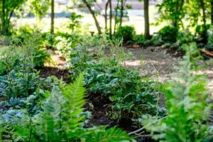 Greenery at the new Braden Street Greenway pocket park