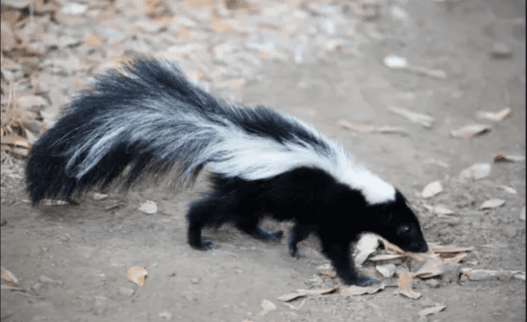 Wayne County Public Health Division confirms three cases of rabies in skunks