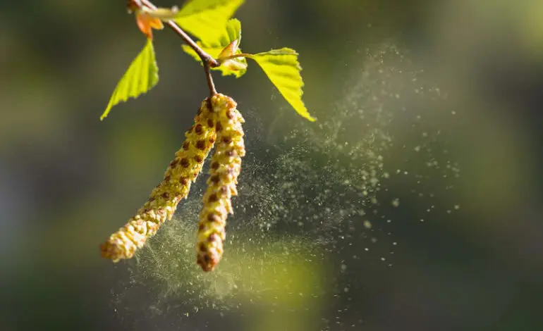 High pollen levels worsen spring allergies across Metro Detroit