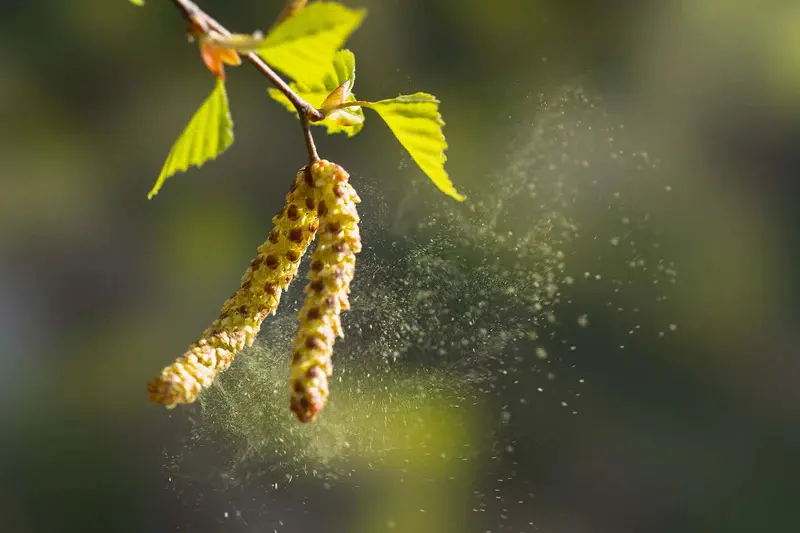 Allergy season intensifies as pollen counts rise across Detroit region.