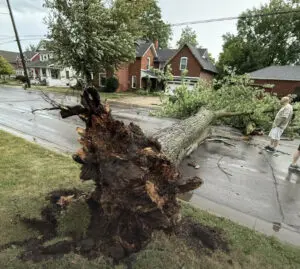 A huge tree in Dearborn Neighborhood was uprooted by the storm - Video grab