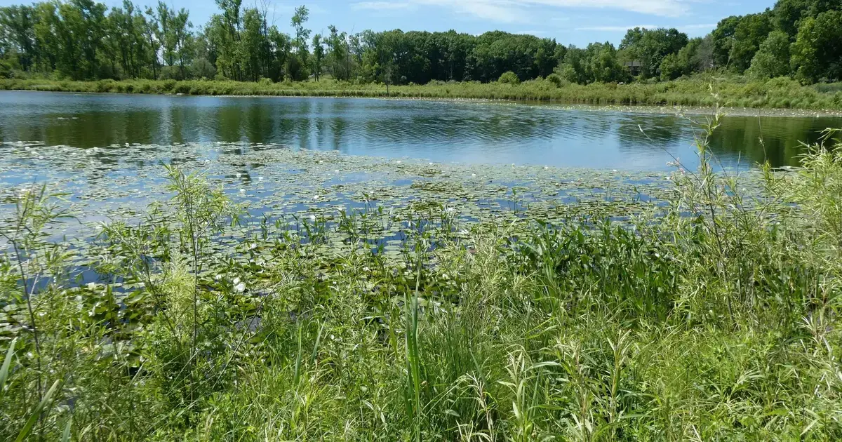 Metro Detroit Waterfront Parcel Among 97 DNR Land Auctions in August
