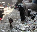 Cairo sinking in garbage
