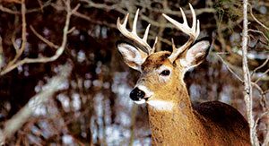 UM-Dearborn deer cull ends