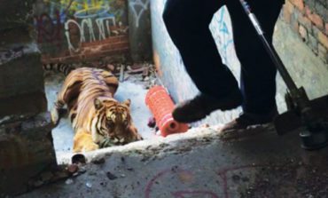 Escaped tiger recaptured in old Detroit factory