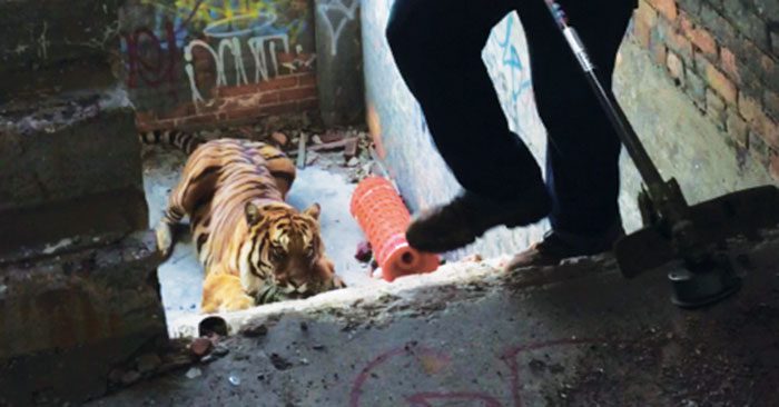 Escaped tiger recaptured in old Detroit factory