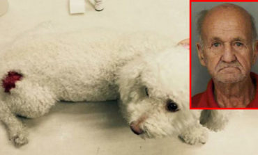 Man sics his five dogs on Muslim neighbor’s toy dog