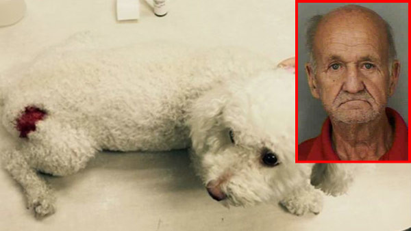 Man sics his five dogs on Muslim neighbor’s toy dog