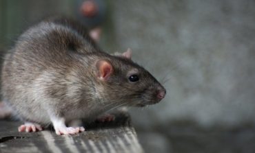 Construction in Dearborn displaces rats, concerns residents