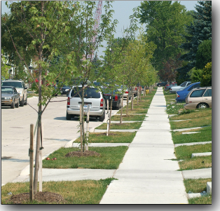 Dearborn warns about the removal of trees without city approval