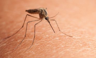 Here's why some people get bitten by mosquitoes more than others