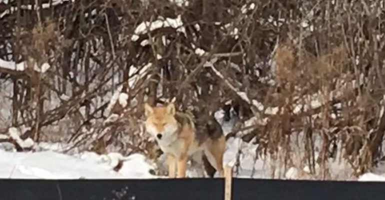 Coyote seen in residential area of Dearborn
