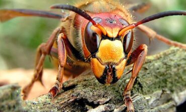 'Murder Hornets' won’t be seen in Michigan for years