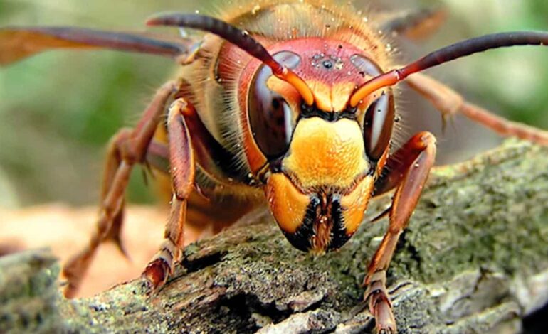 ‘Murder Hornets’ won’t be seen in Michigan for years