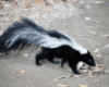 Wayne County Public Health Division confirms three cases of rabies in skunks