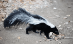 Wayne County Public Health Division confirms three cases of rabies in skunks