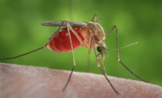 Two mosquito-borne viruses detected in Michigan
