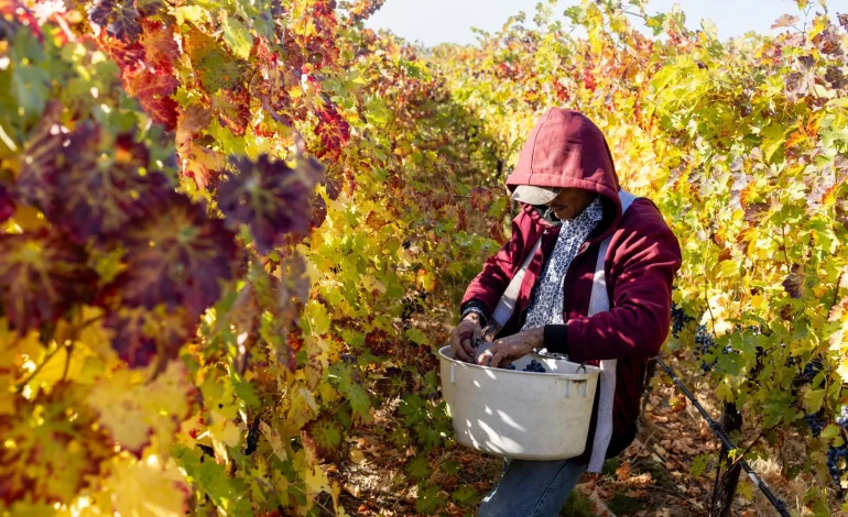 Trump’s promise to deport undocumented immigrants threatens Michigan’s agriculture sector, signals higher prices for fruits and vegetables