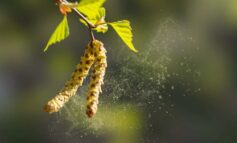 High pollen levels worsen spring allergies across Metro Detroit